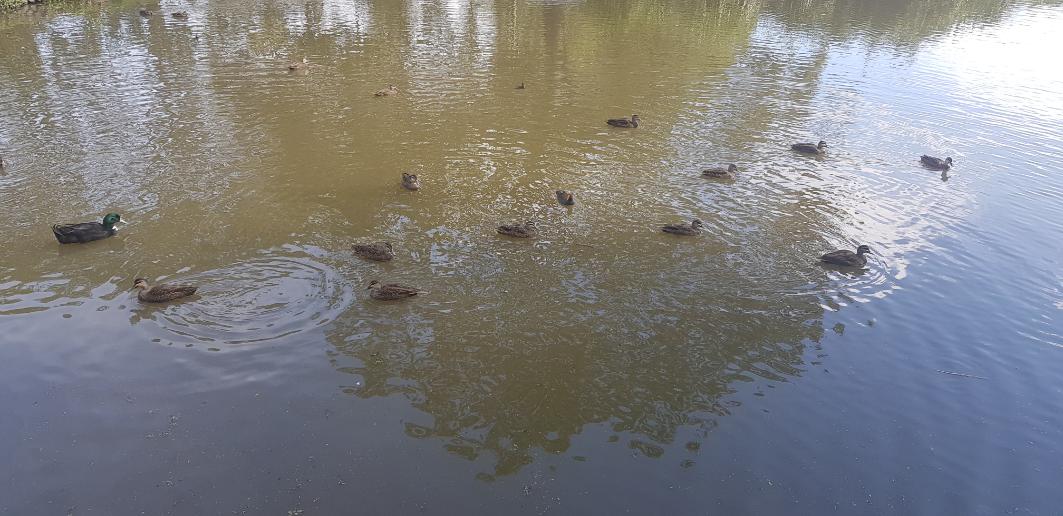 Duck Parks Near me
