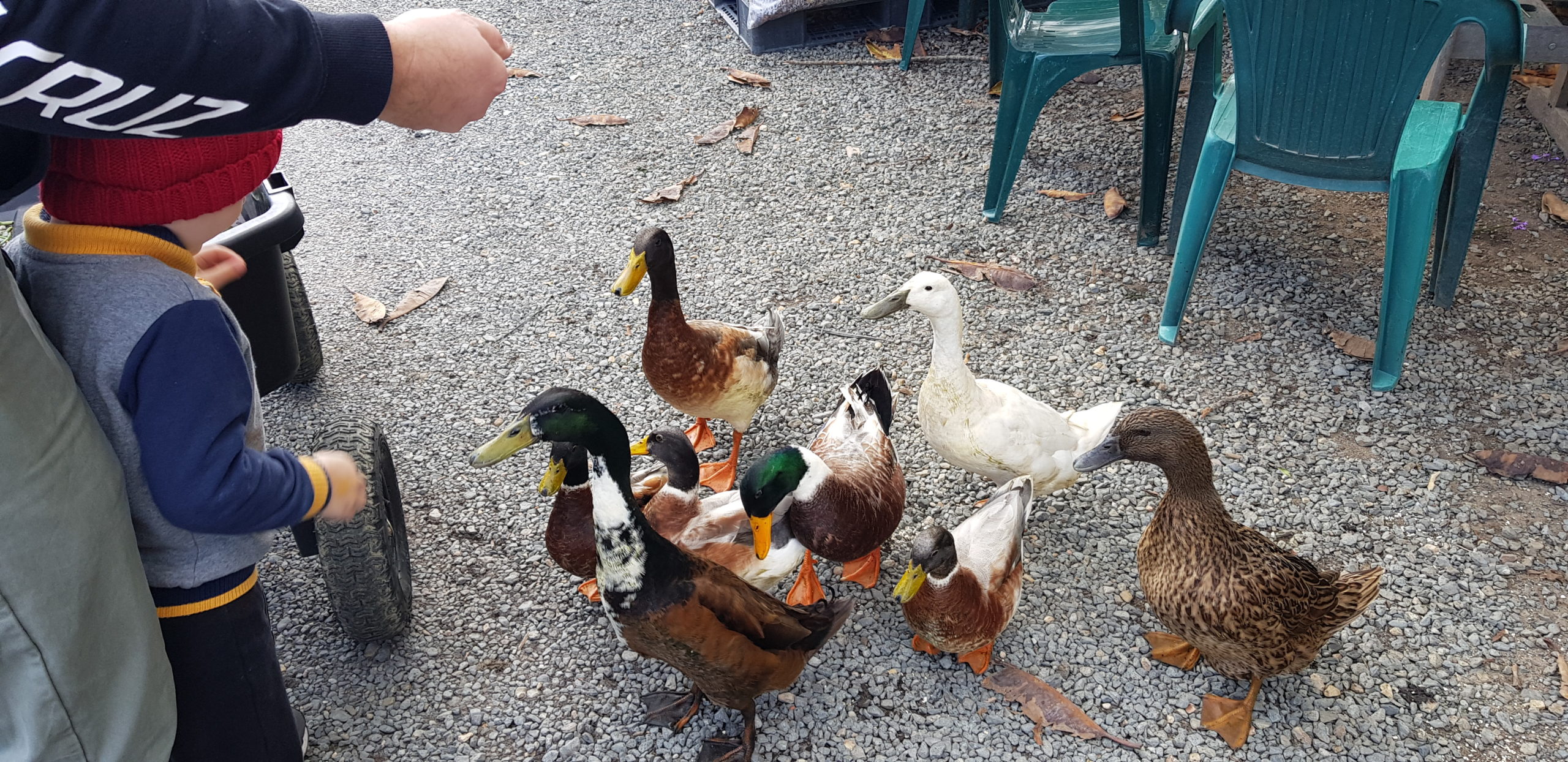 Spectrum Nursery Ducks