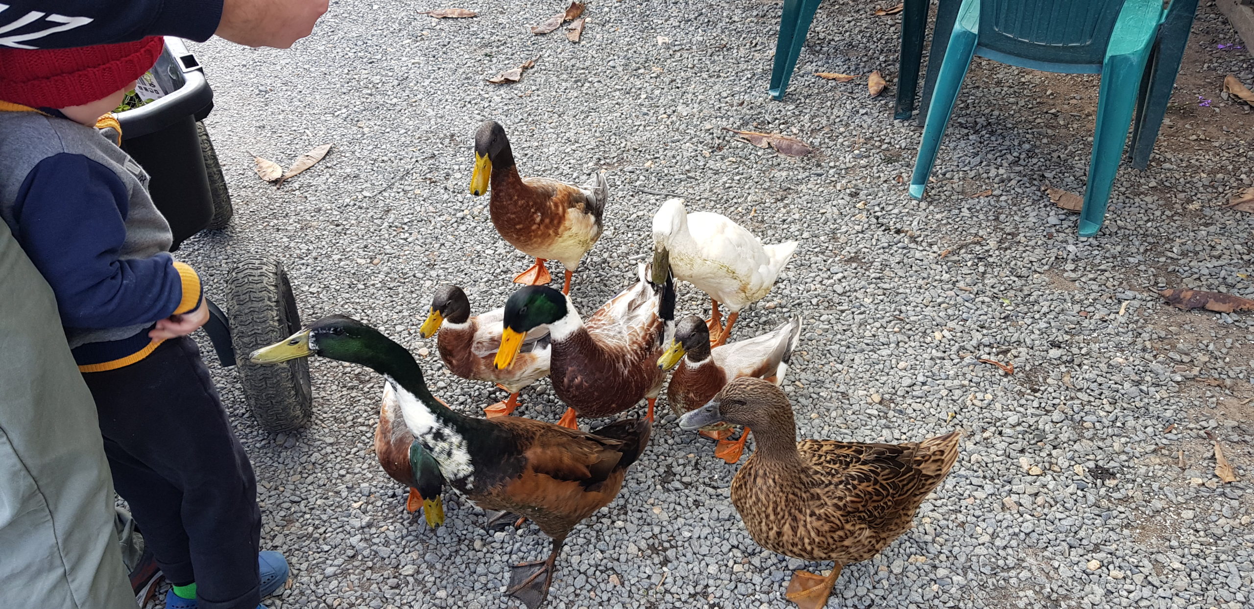 Spectrum Nursery Ducks