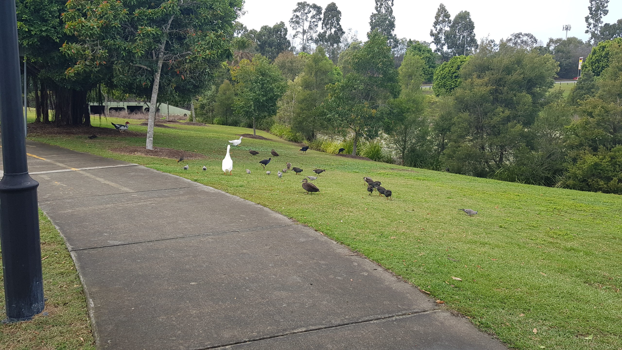 What to Feed Ducks