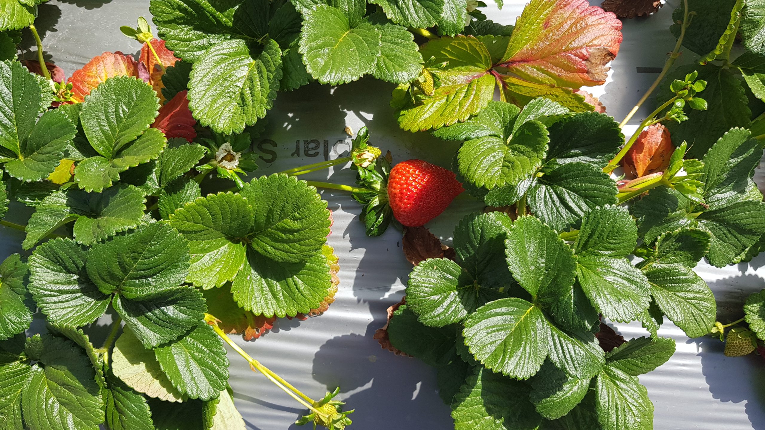 Strawberry Picking Season Queensland