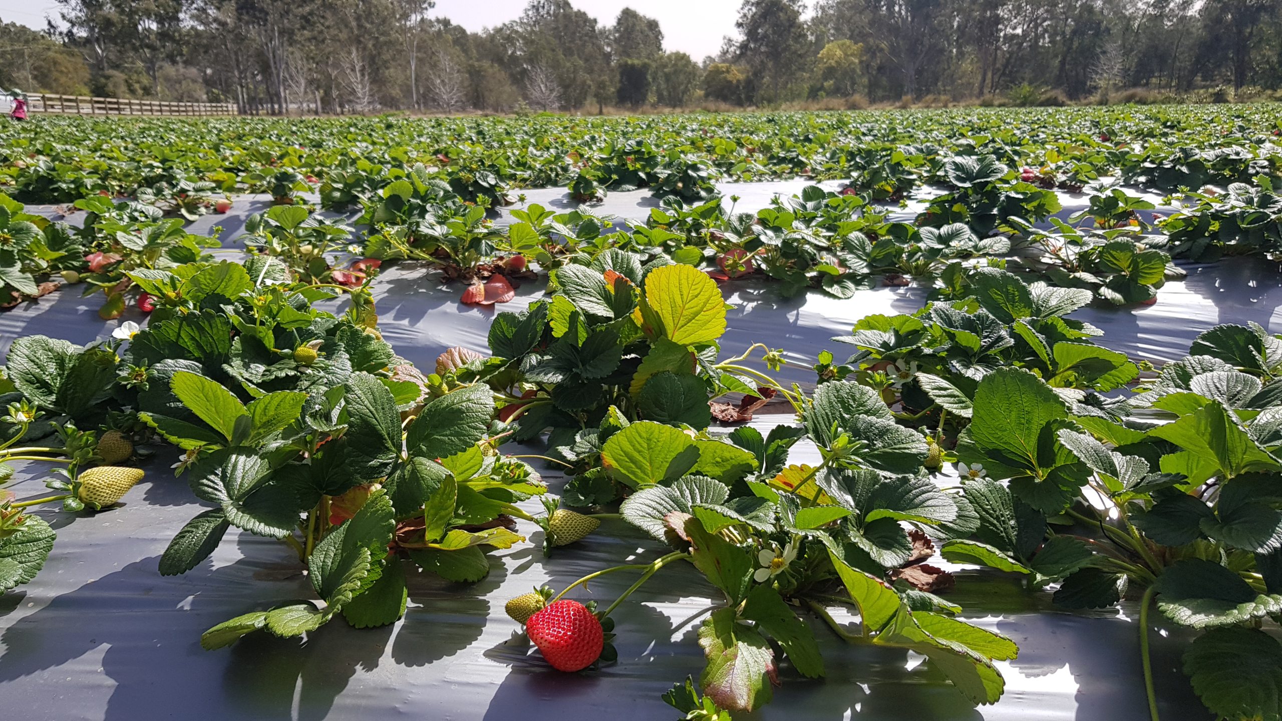 Gold Coast Strawberry Picking