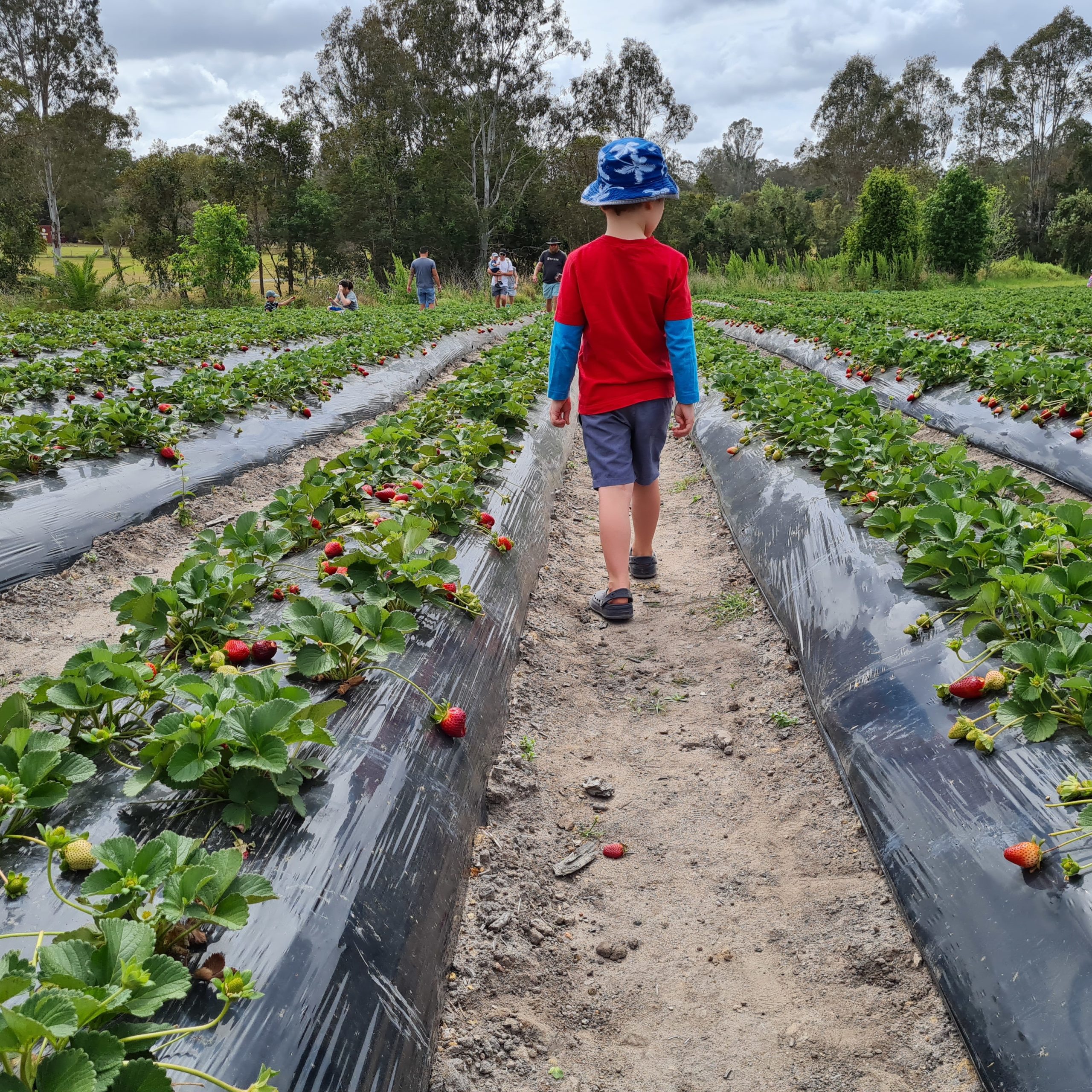 Strawberry Picking Season Queensland