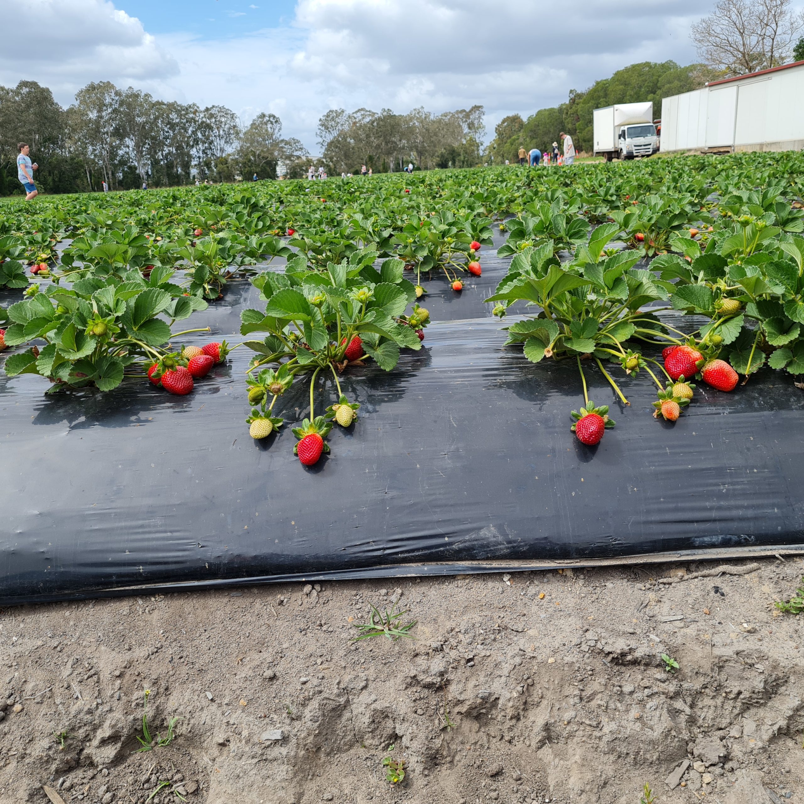 Queensland Strawberries