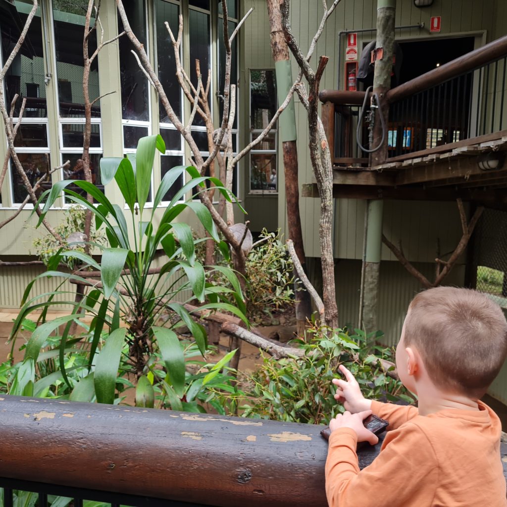 Koala Sanctuary Near Me