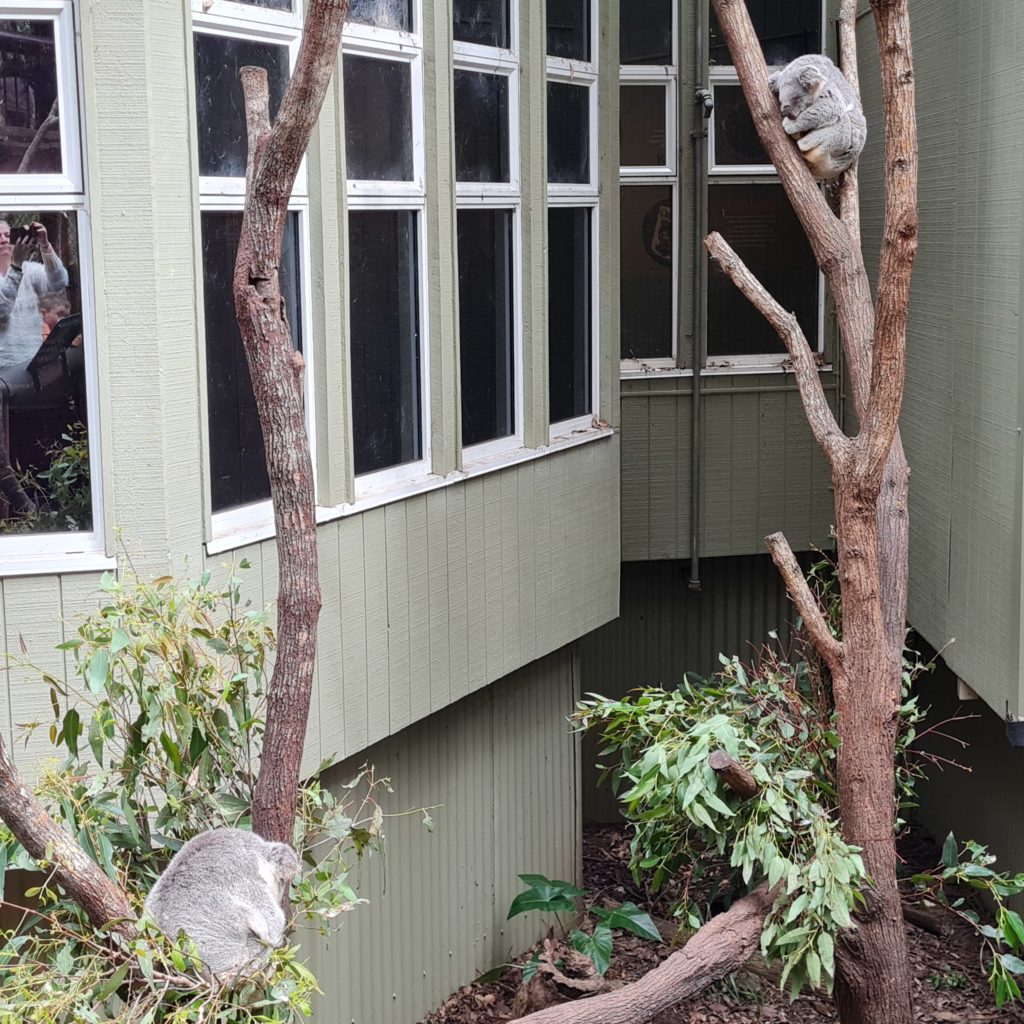 Koala Conservation