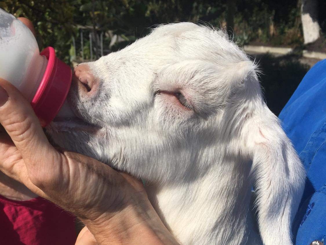 Bottle Feed Baby Goats