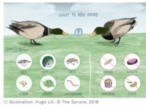 What to feed ducks