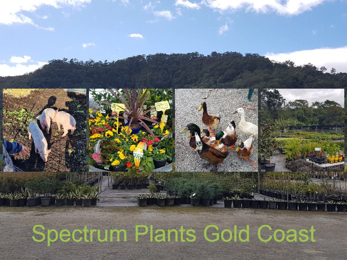 Spectrum Plants Gold Coast