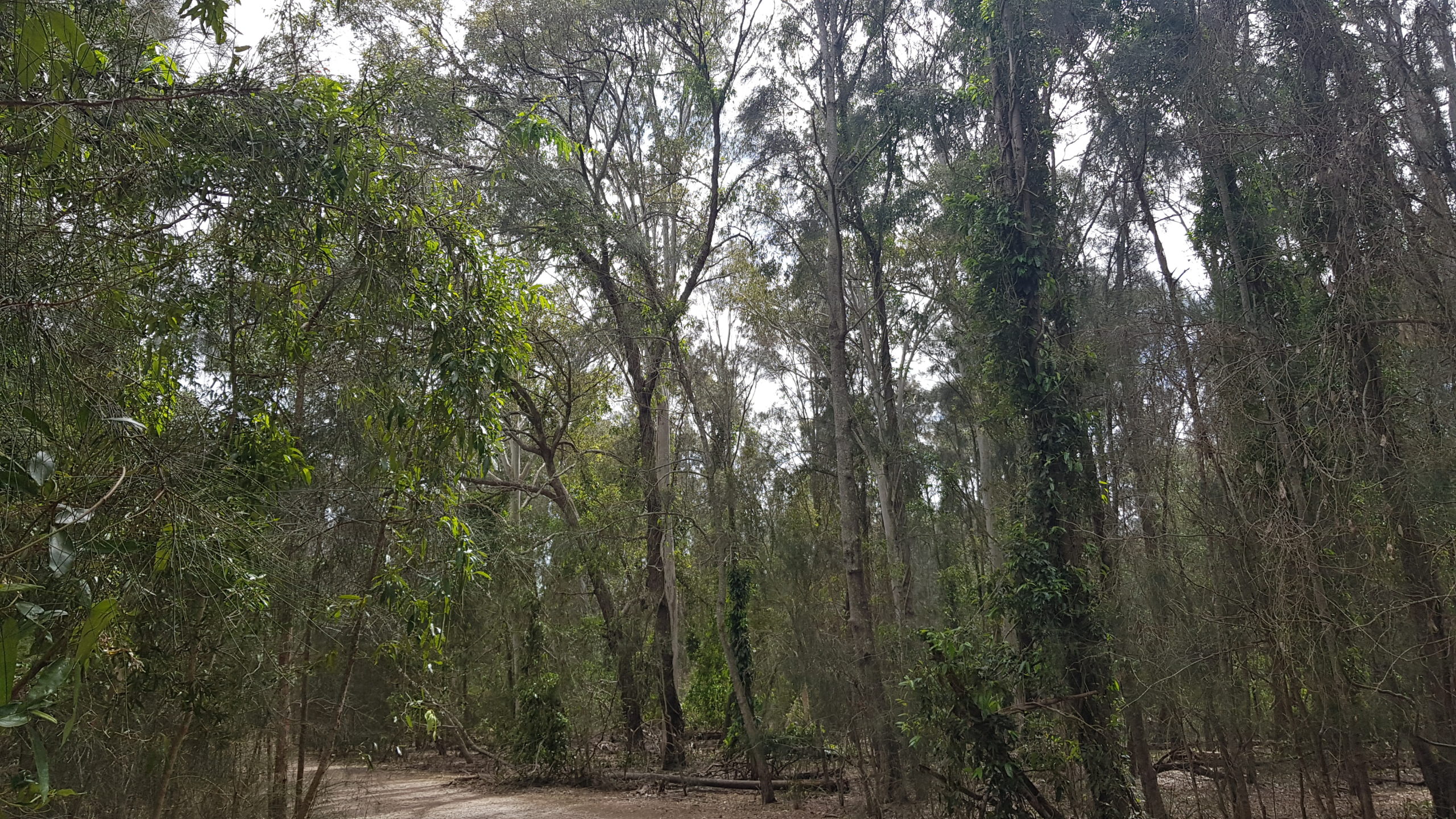 Coombabah Reserve