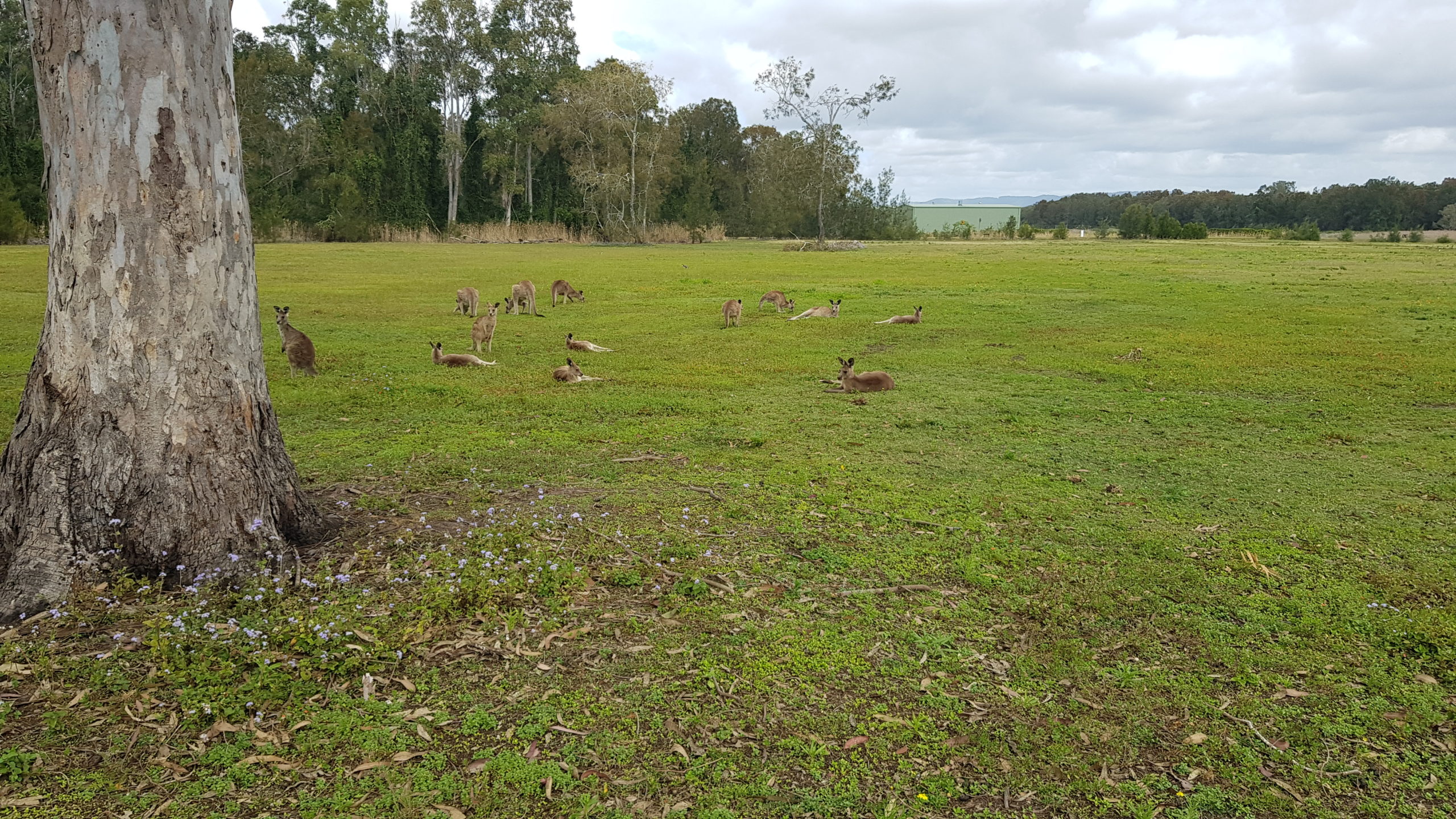 Kangaroos North Gold Coast