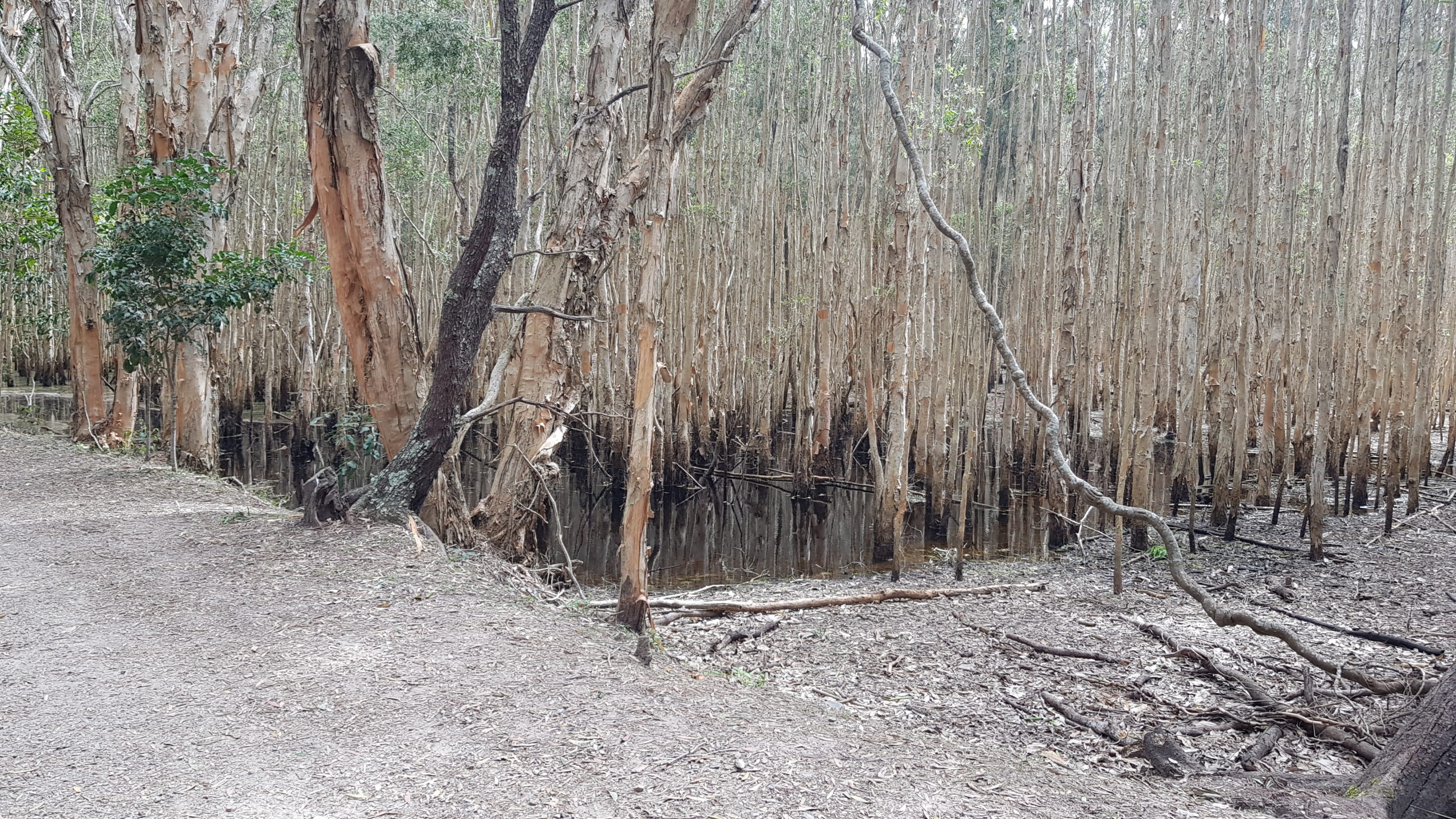 Coombabah Wetlands