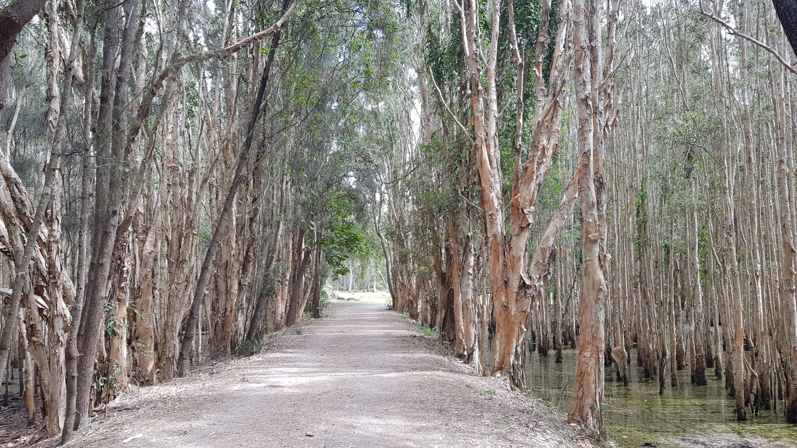 Coombabah Walking Trails