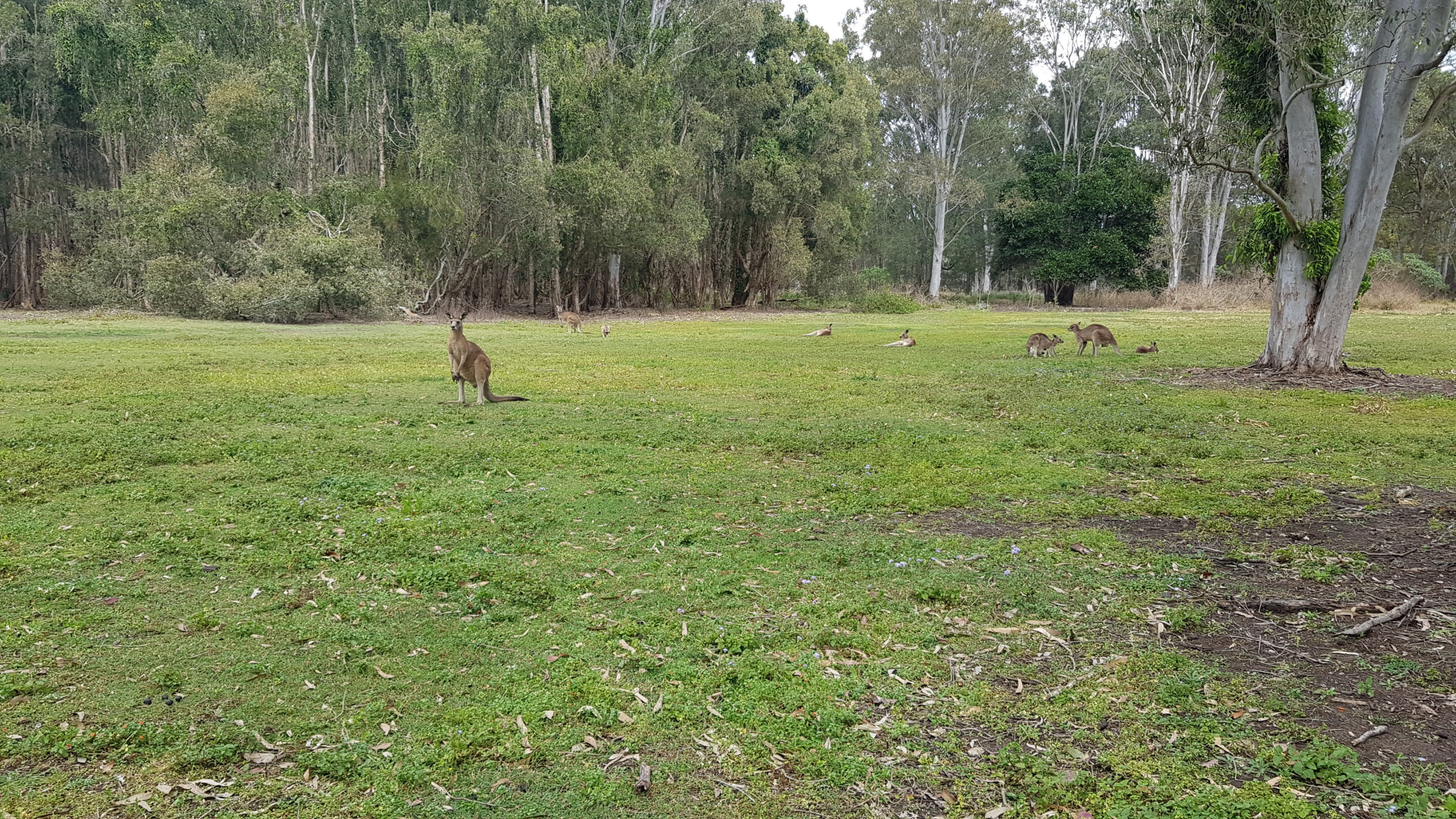Kangaroo Park Gold Coast