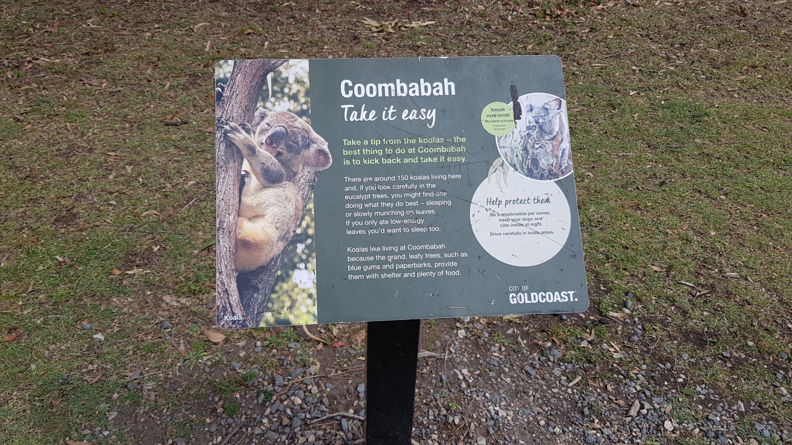Coombabah Koala Trail
