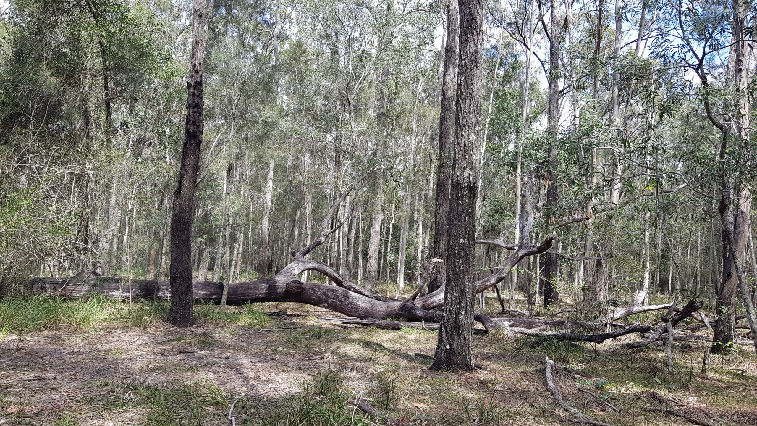 Coombabah Nature Reserve