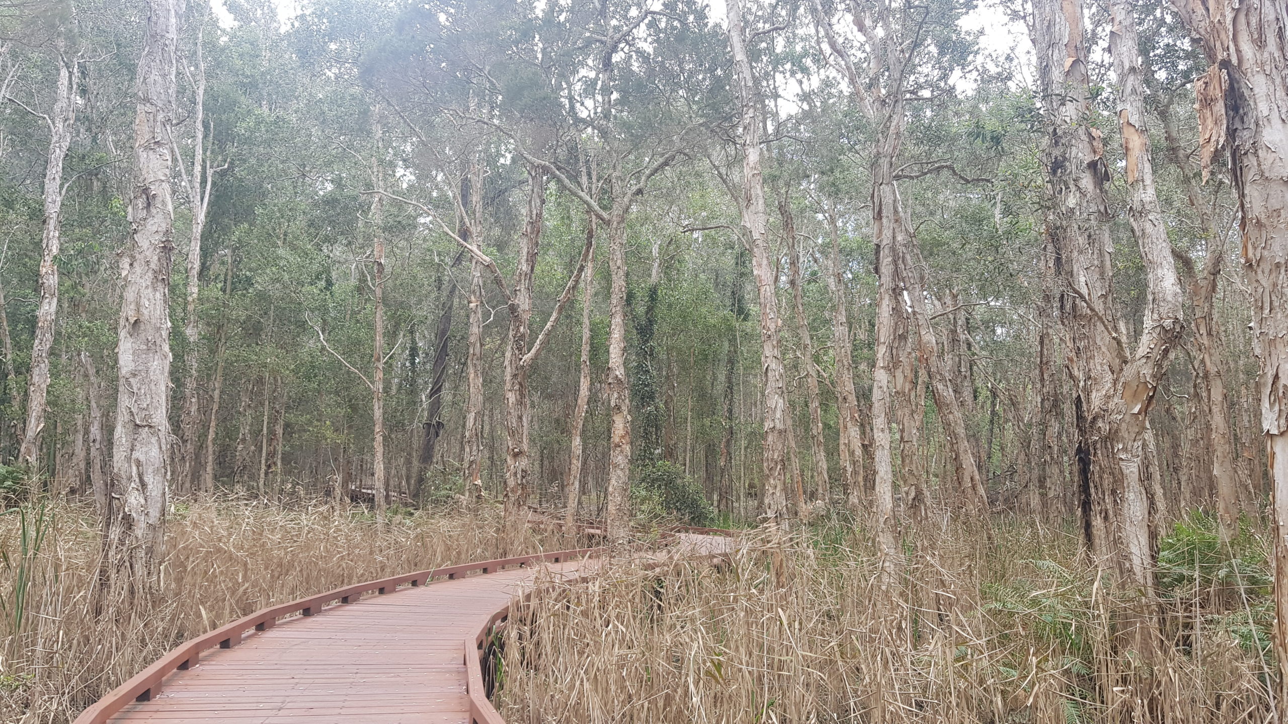 Coombabah Lakelands Conservation Area