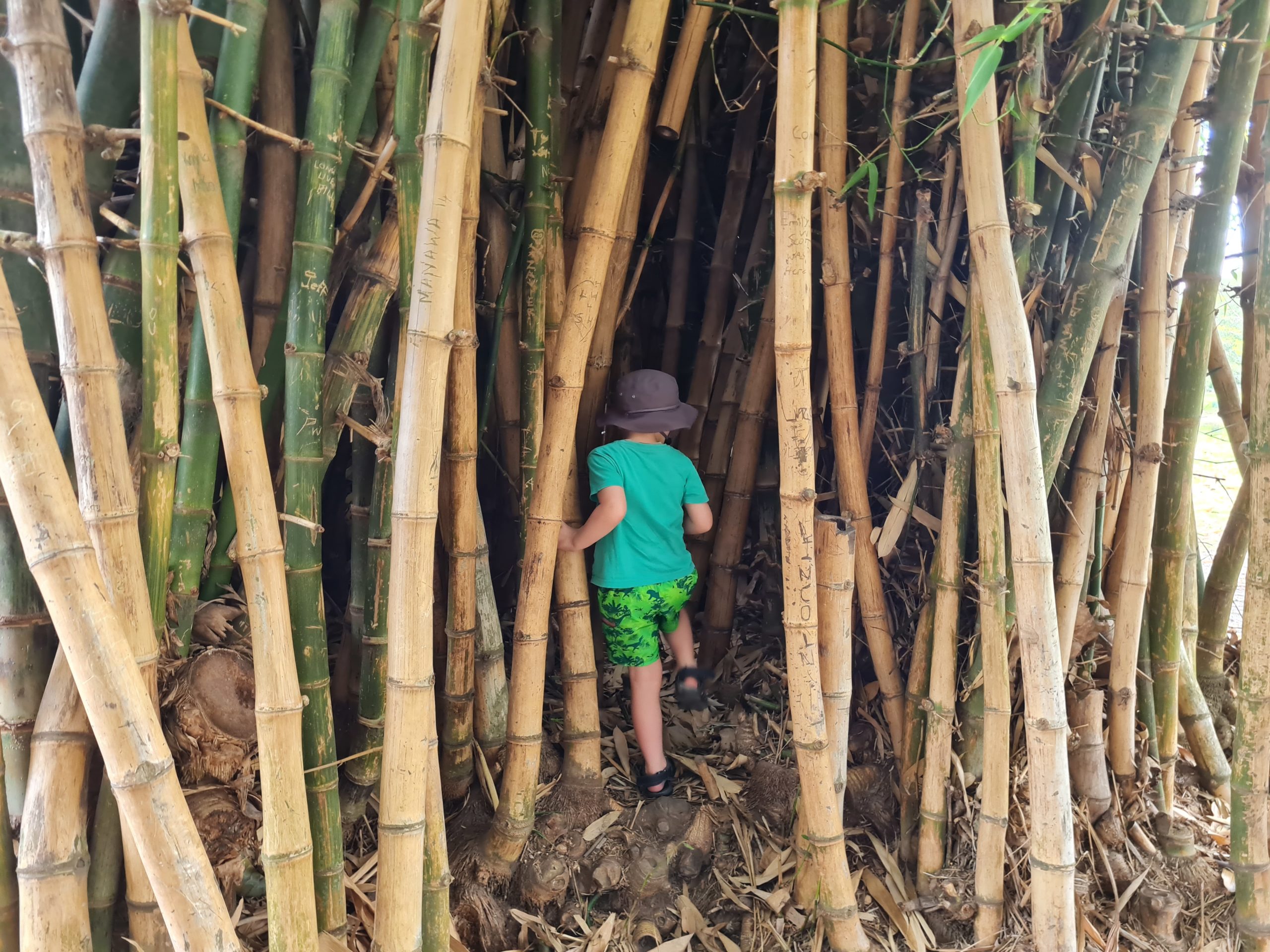 Bamboo Adventures