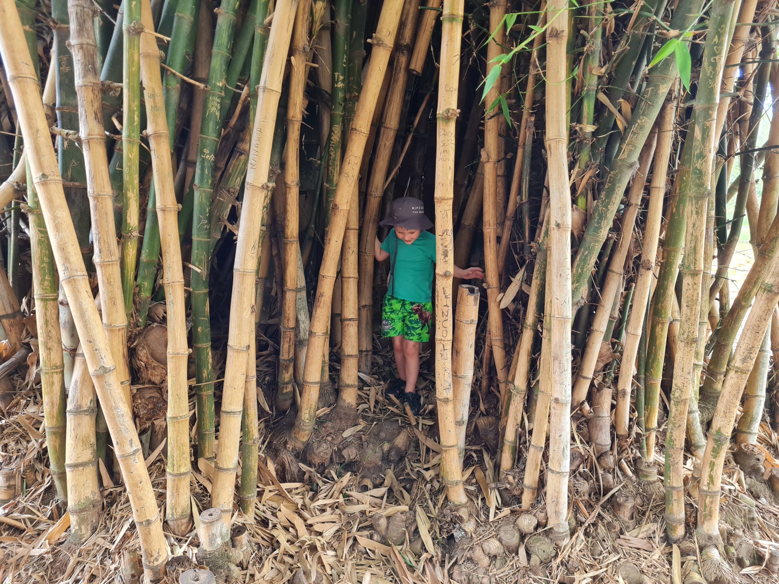 Bamboo Adventures