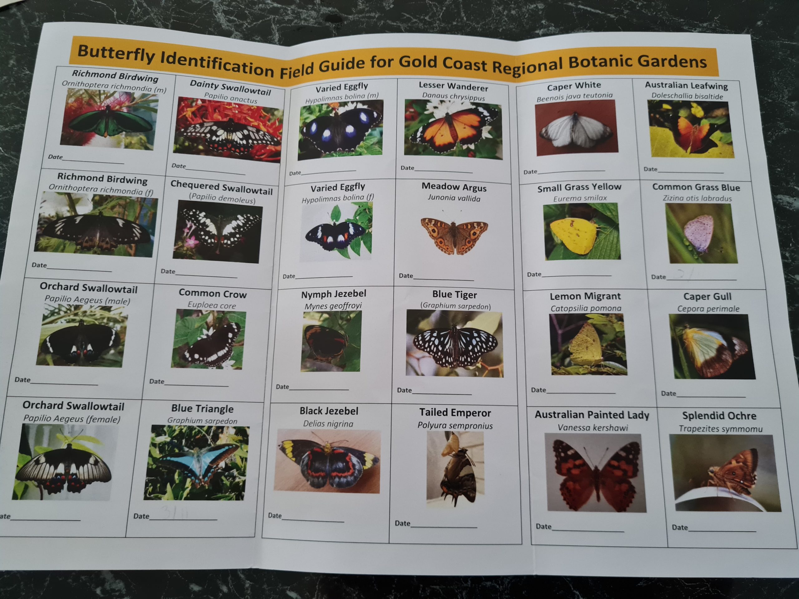 Butterfly Guide