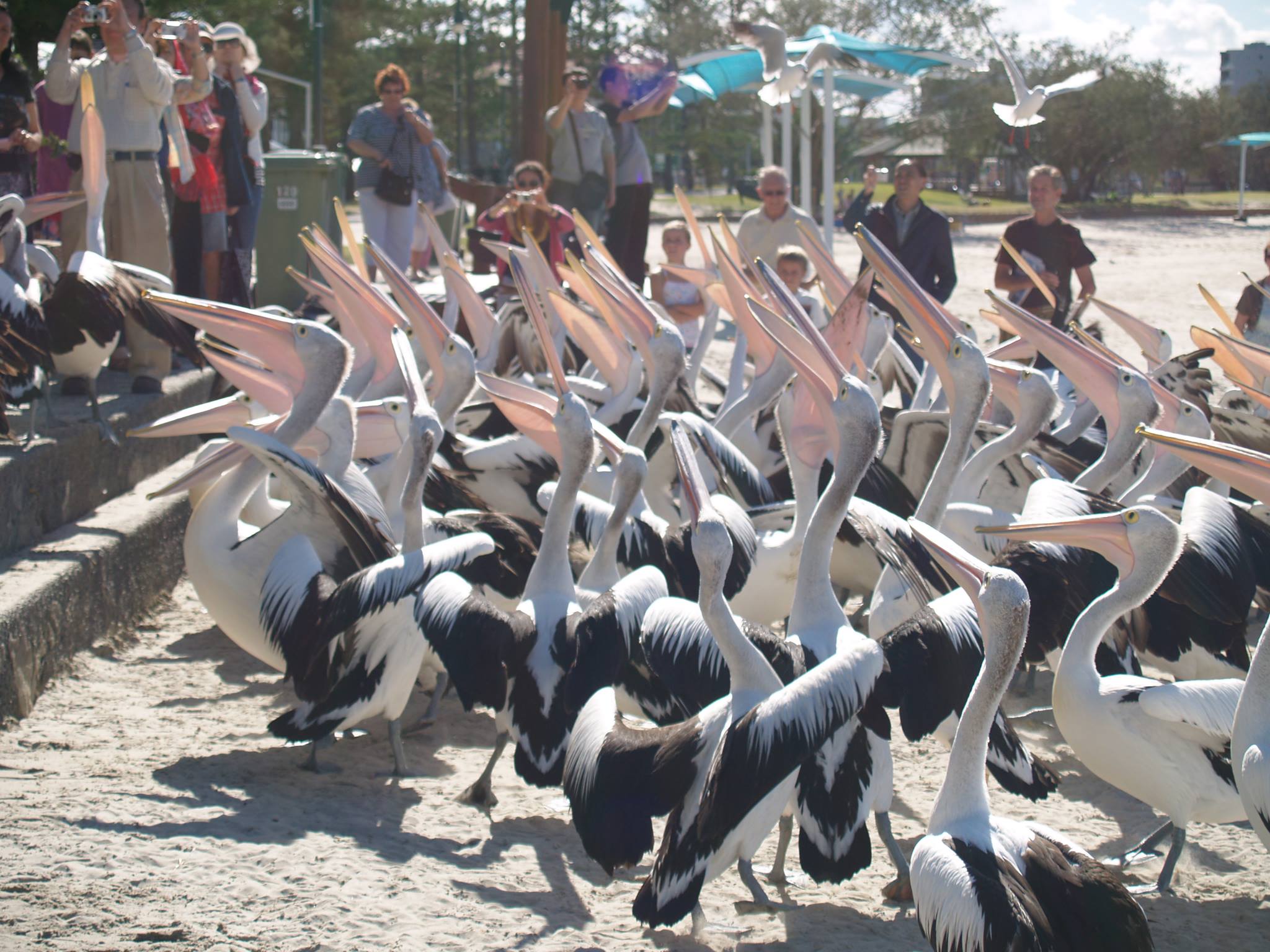 Pelican Feeding