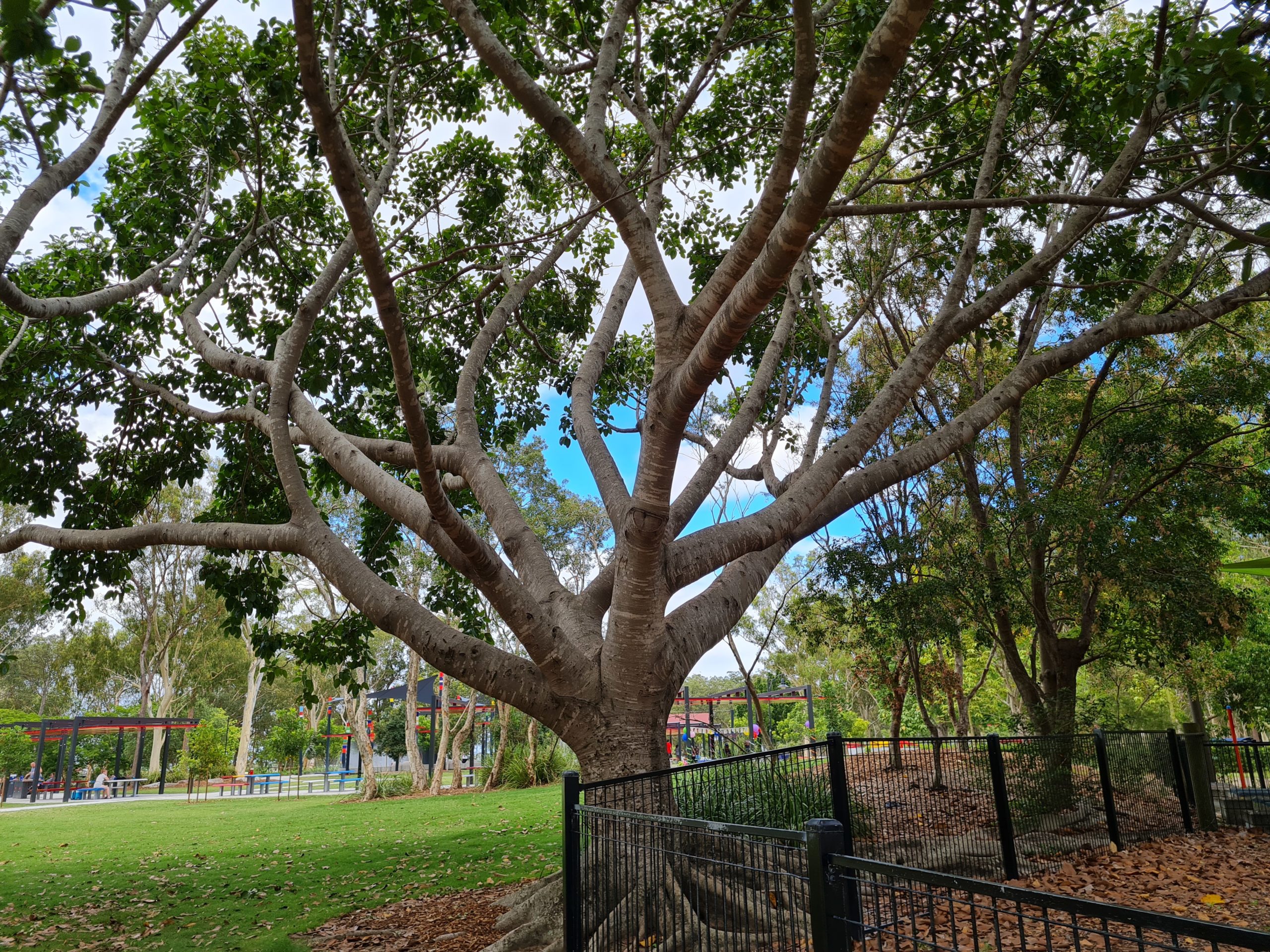 Park with trees to climb