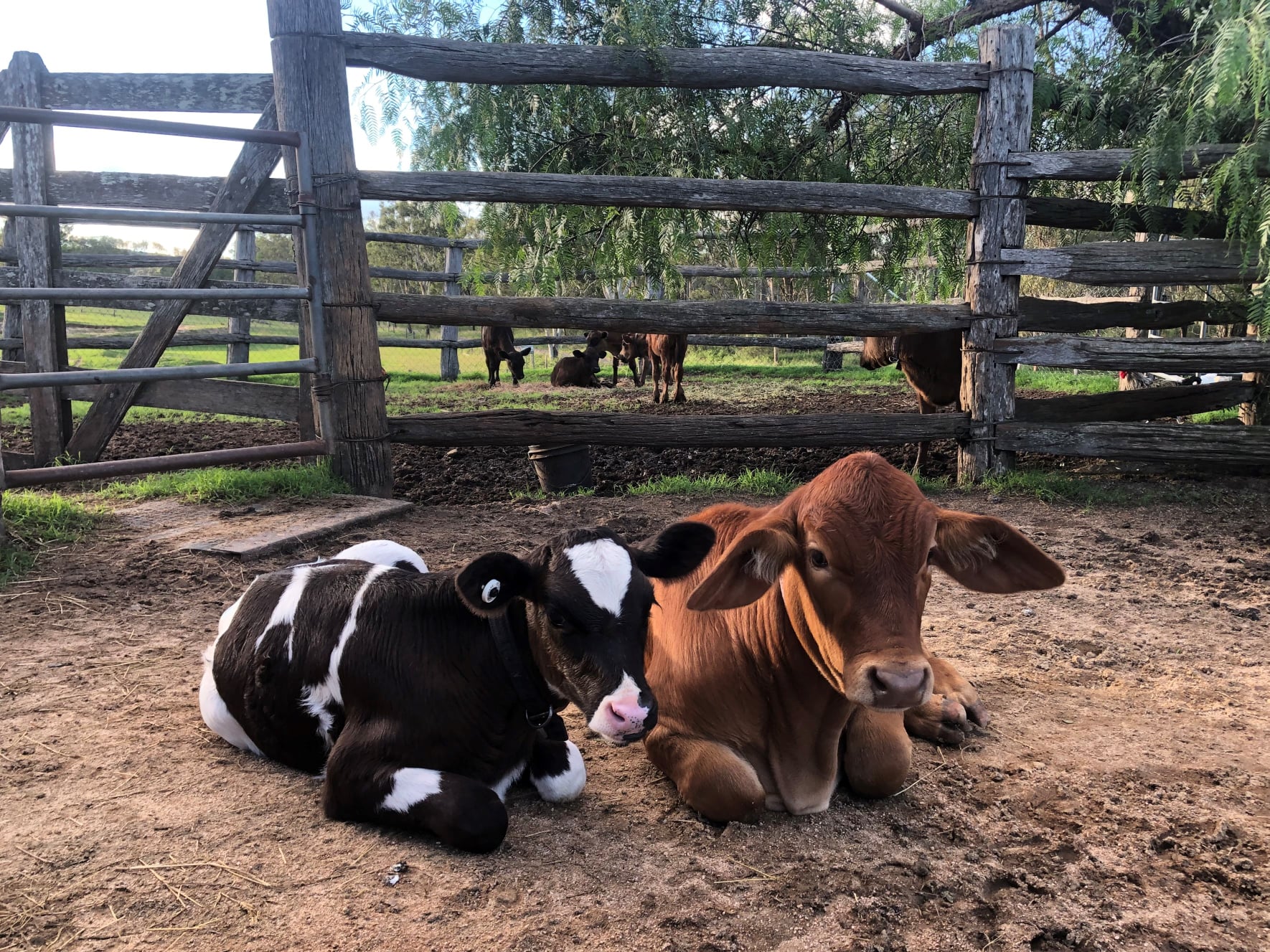 Bunyip Springs Farmstay