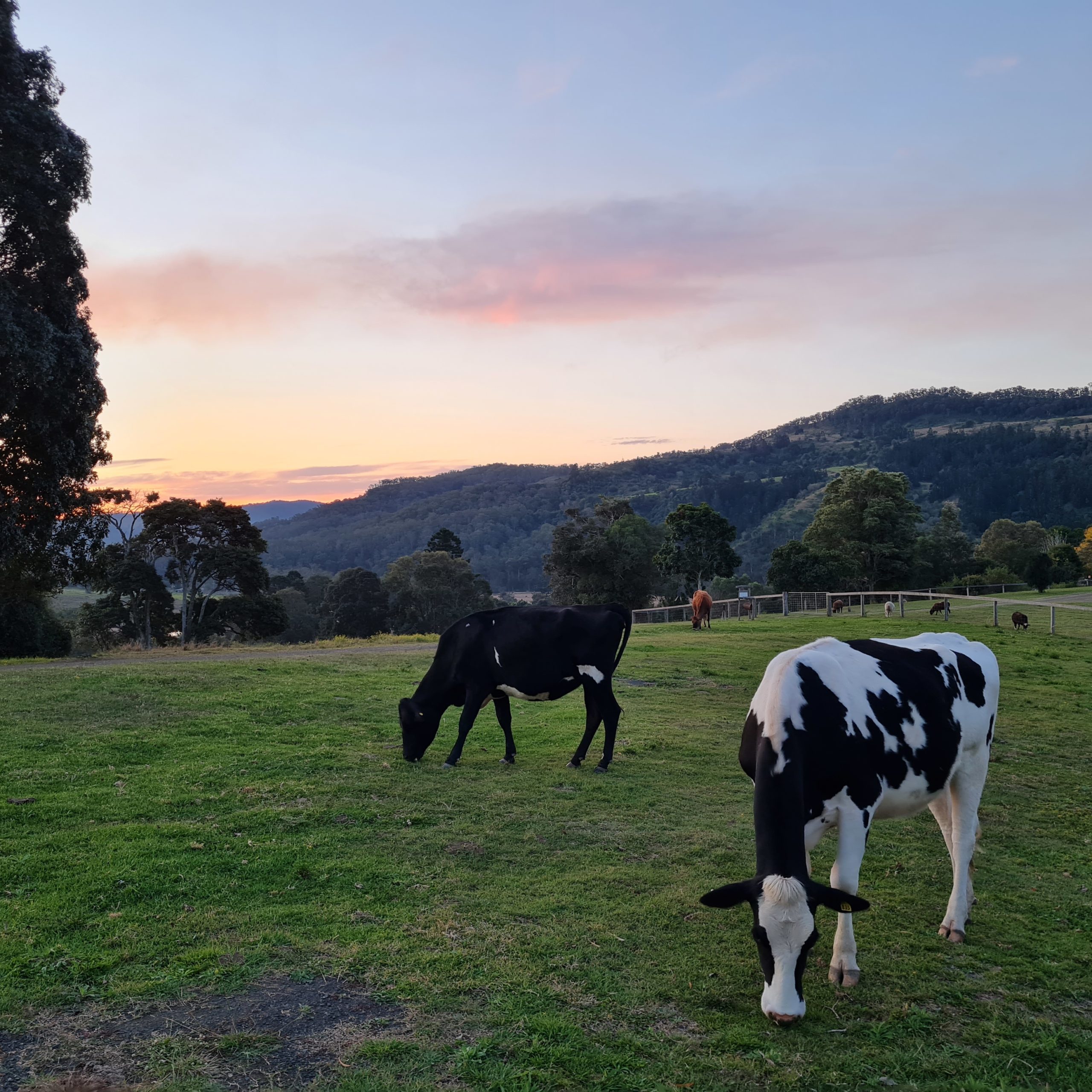 Farm Stays Gold Coast