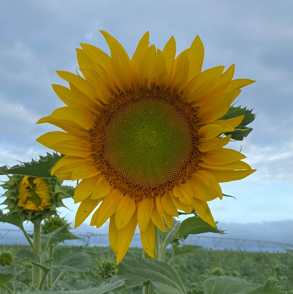 kalbar sunflower festival 2022