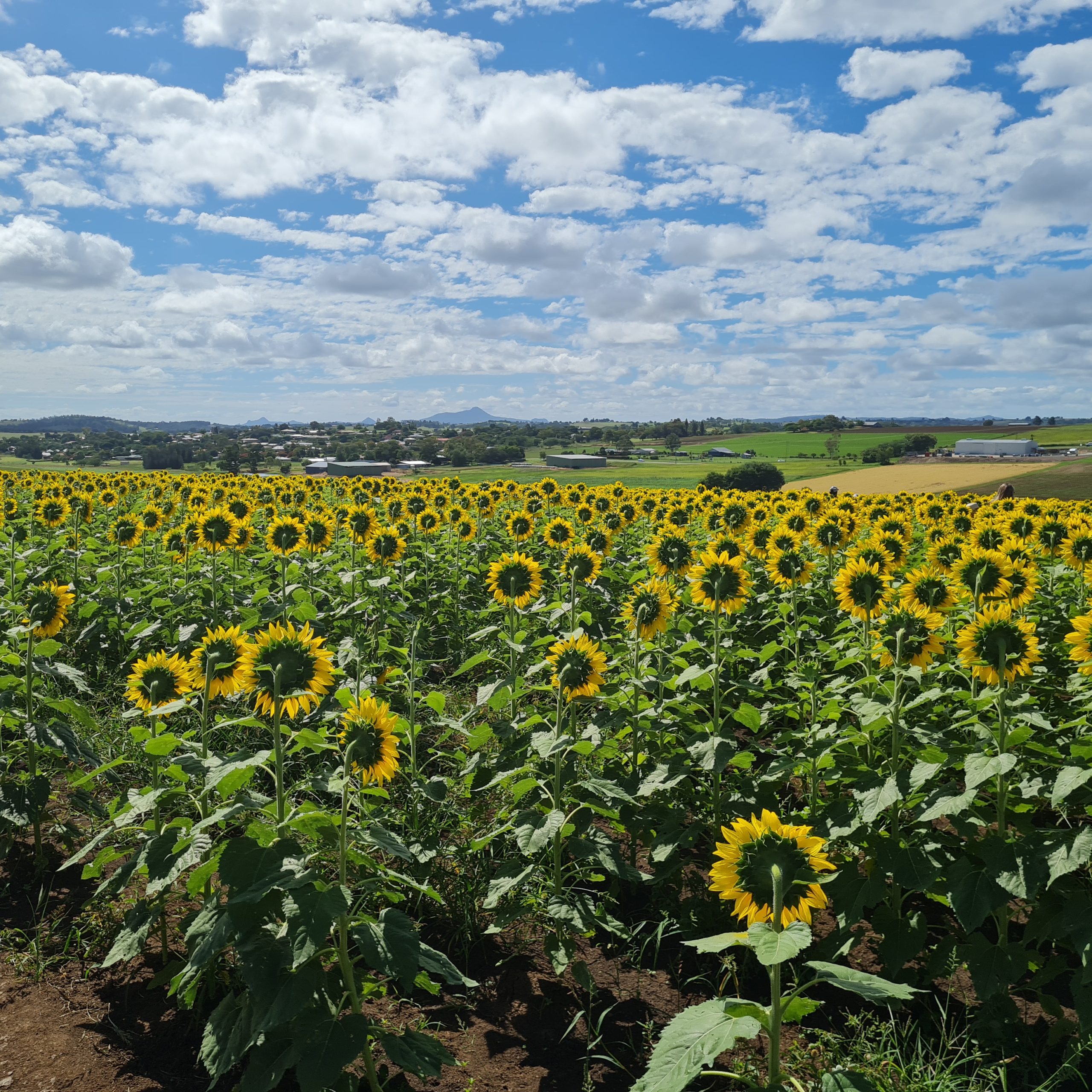 sunflower farm visit