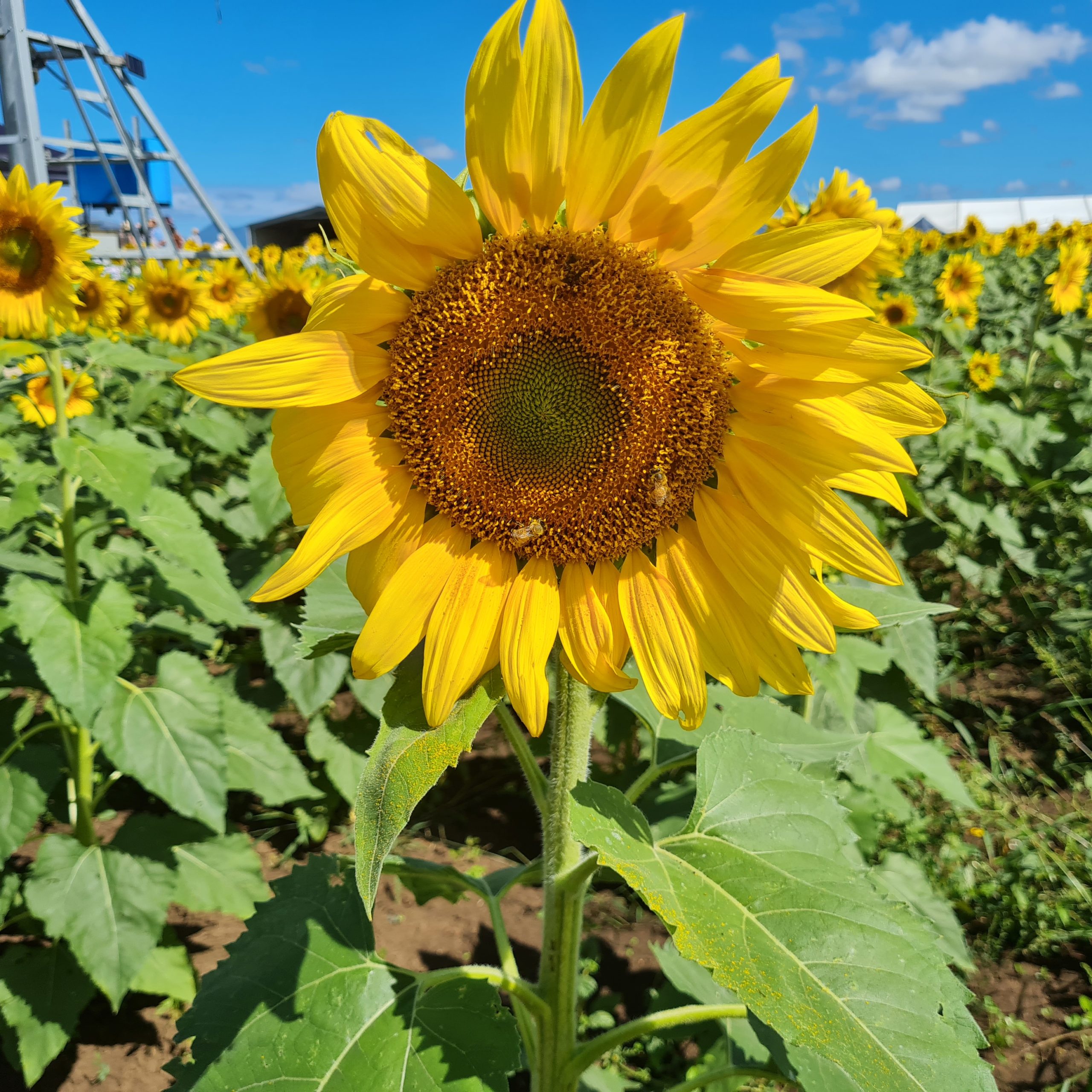 sunflower farm visit kalbar