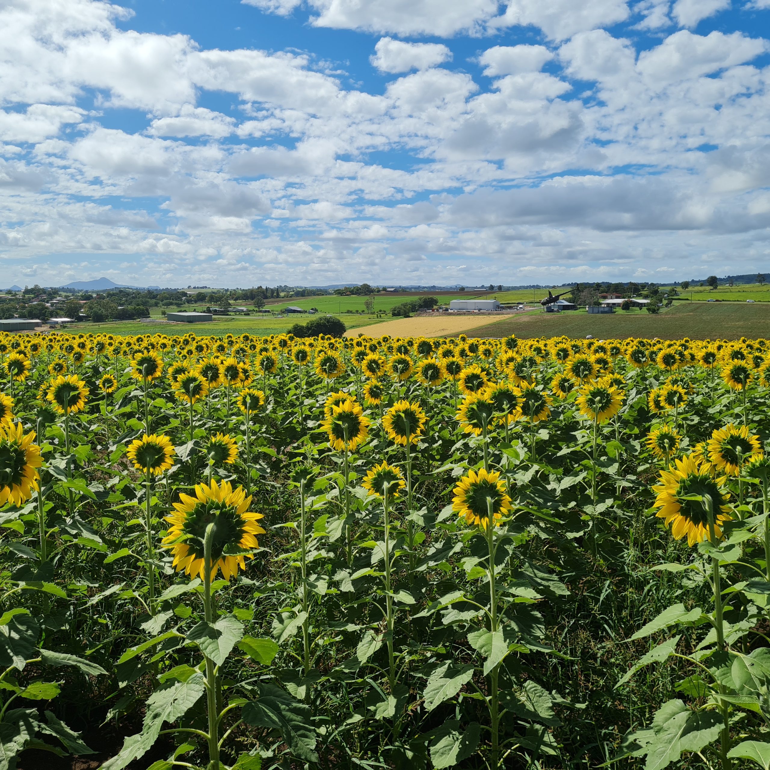 sunflower farm visit scenic rim