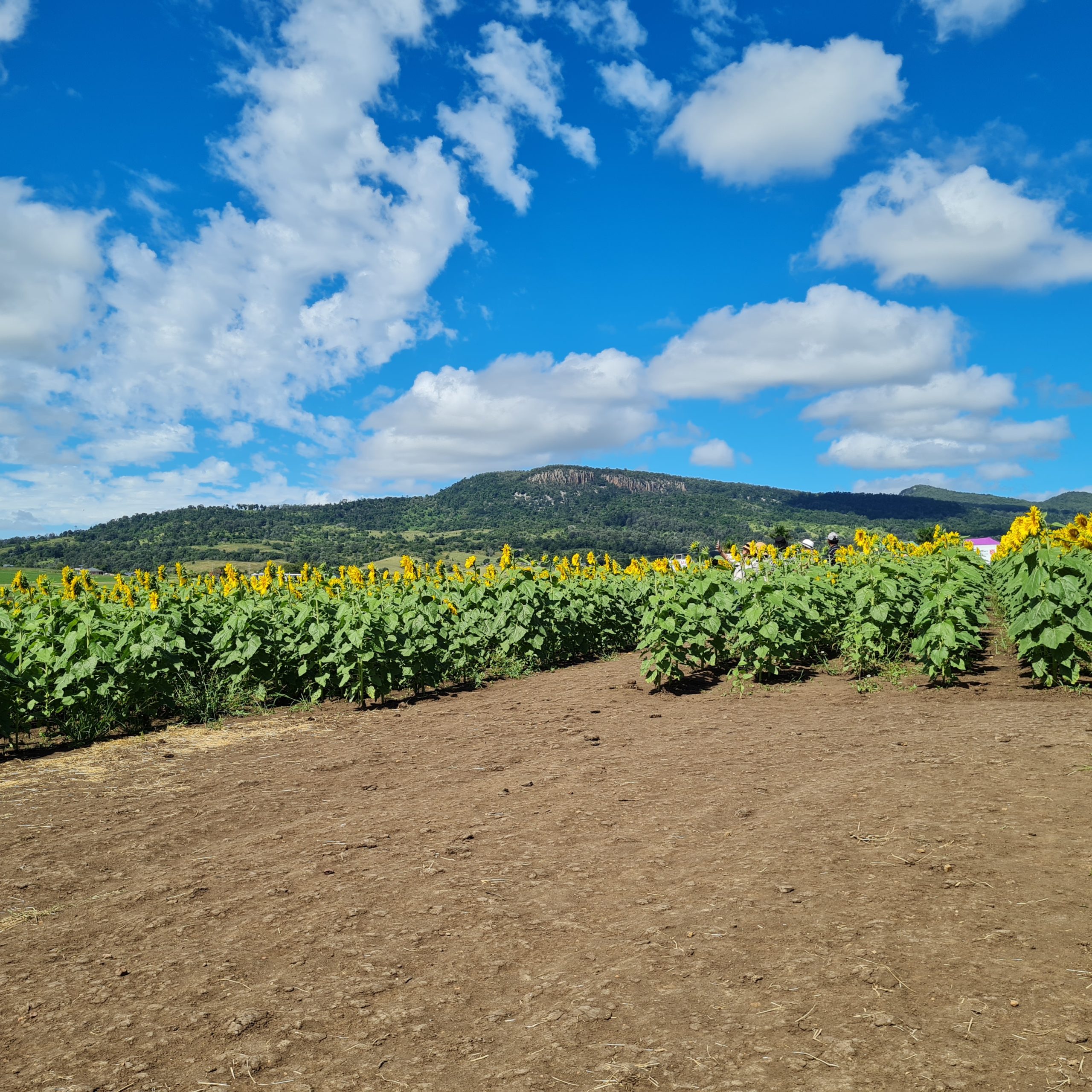 sunflower farm