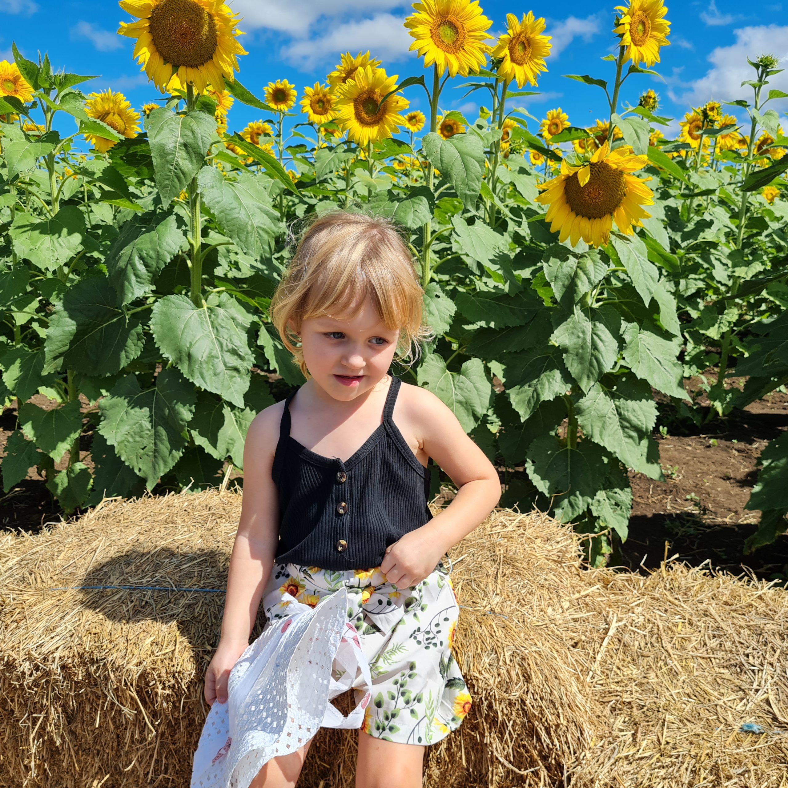 sunflower farm qld