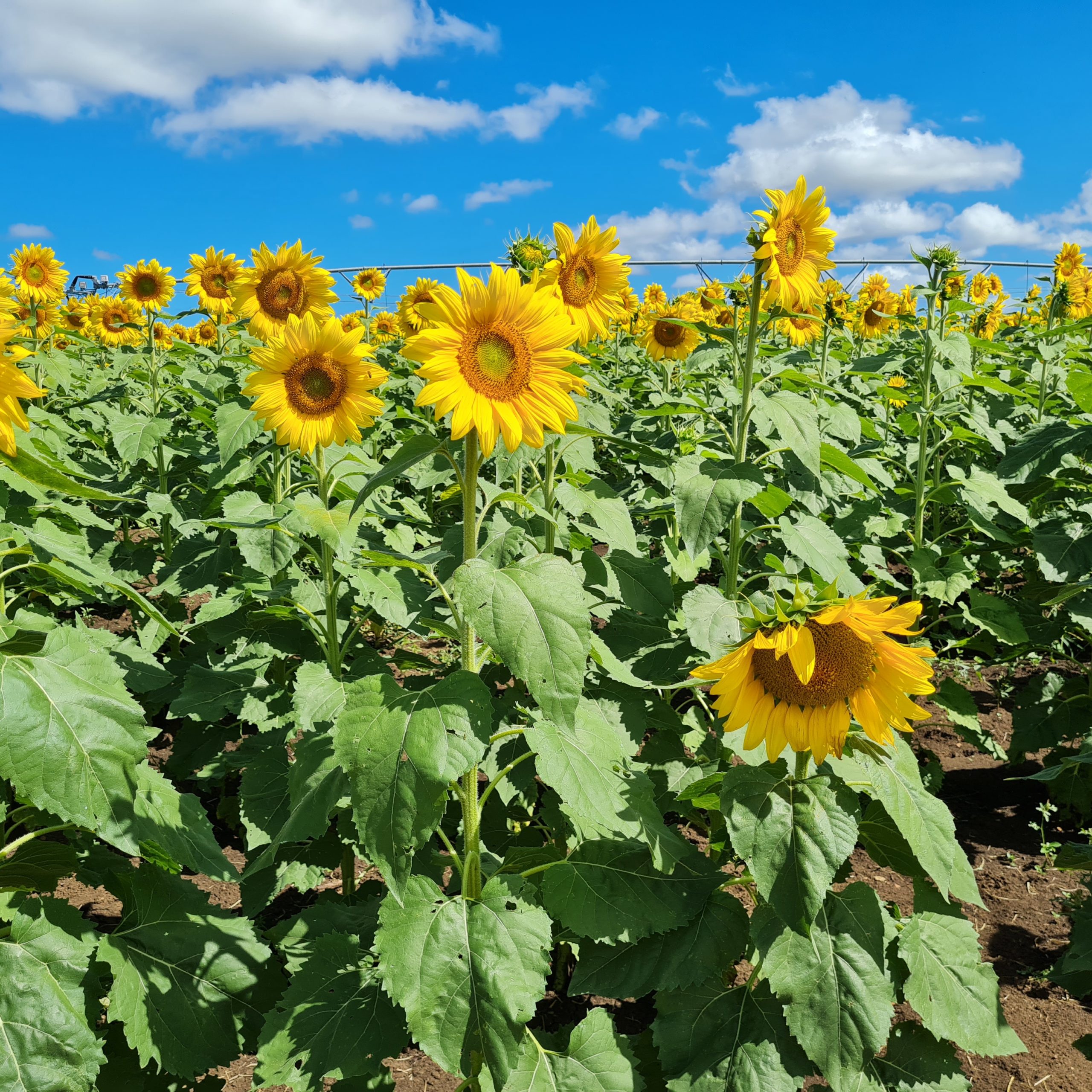 sunflower farm kalbar