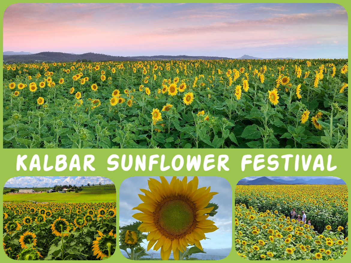 Kalbar Sunflowers