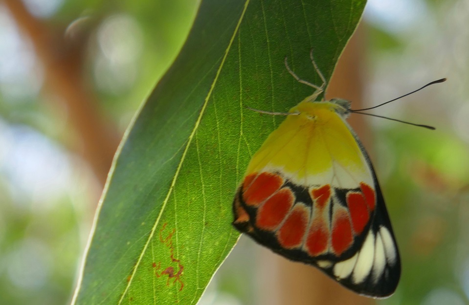 Botanic-Gardens-Butterfly-Glider-Tour