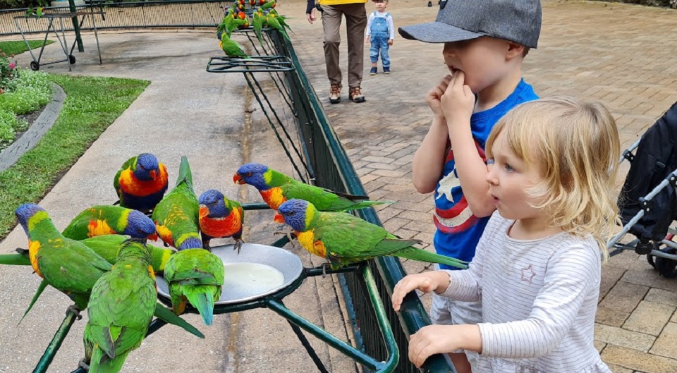 Lorikeet-Feeding-Currumbin