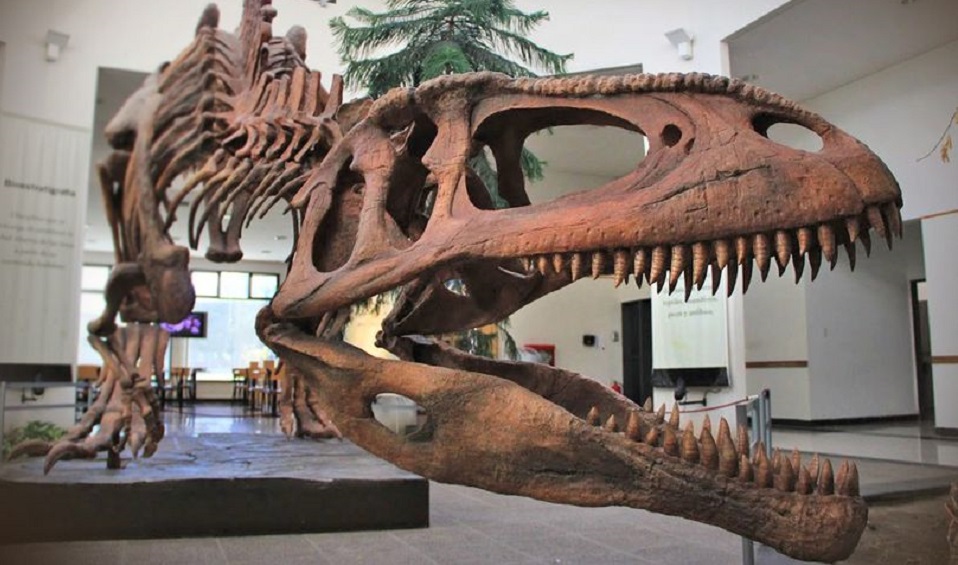Dinosaurs-of-Patagonia-Queensland-Museum