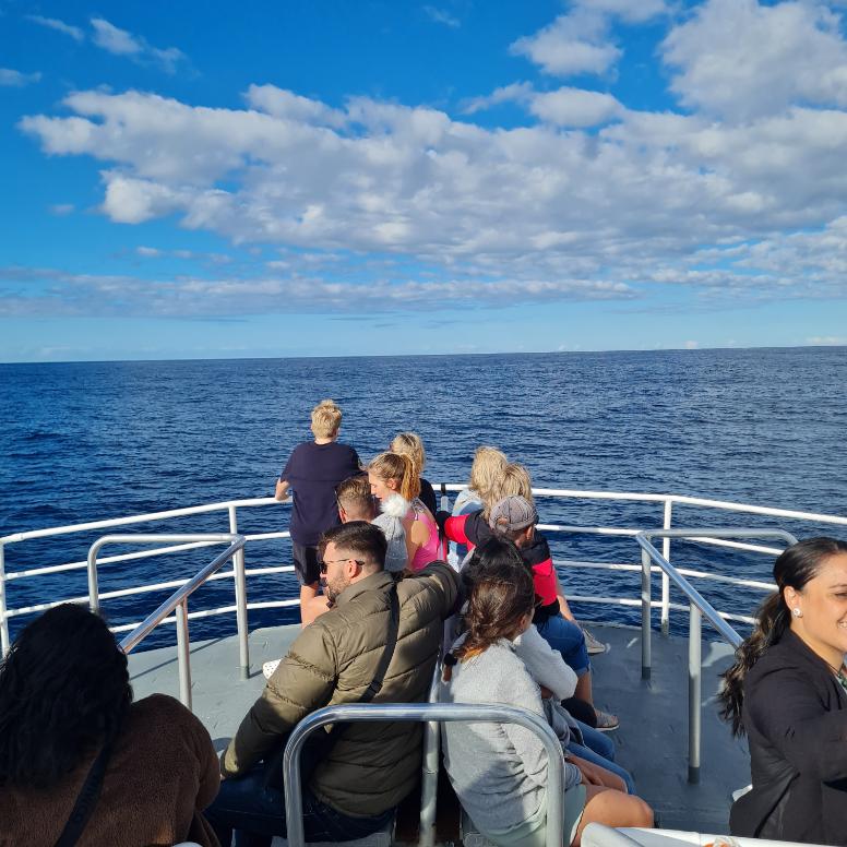 whale watching tours qld
