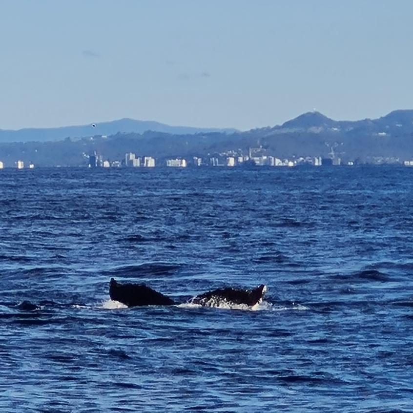 whale watching season