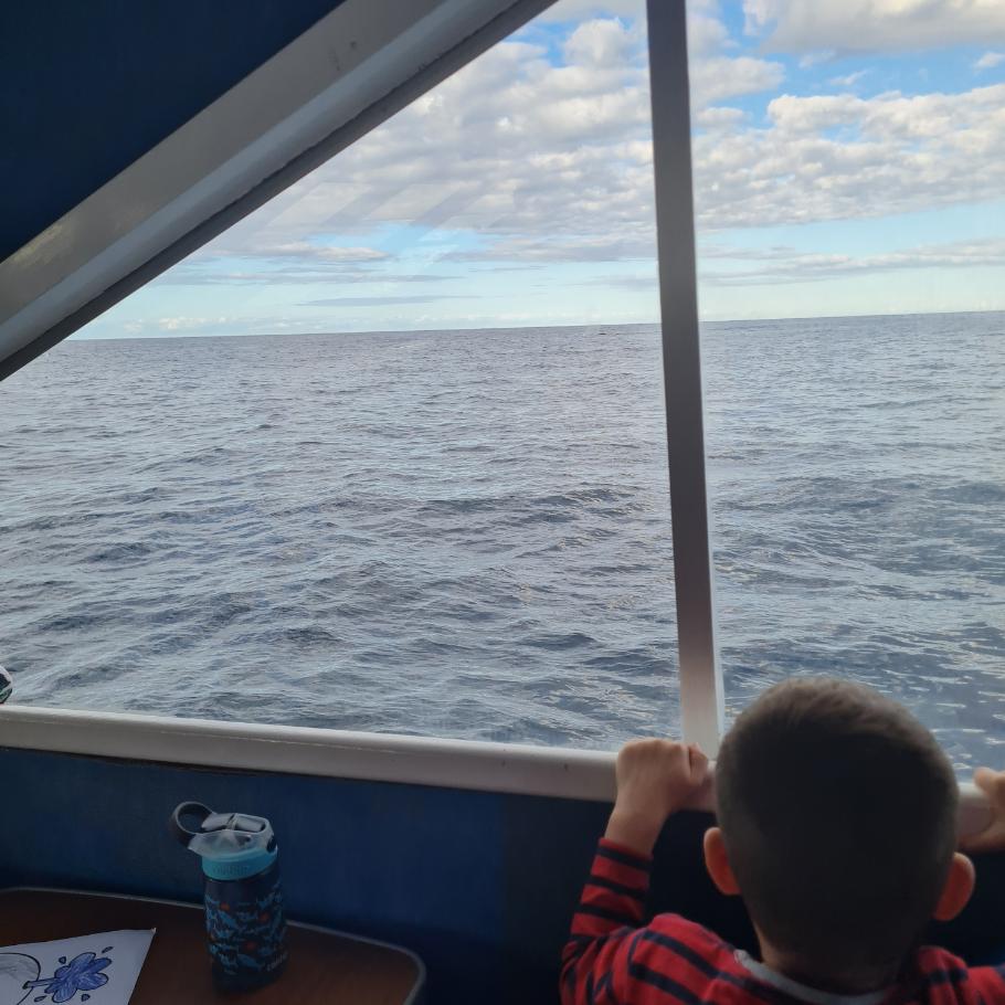 whale watching with kids qld