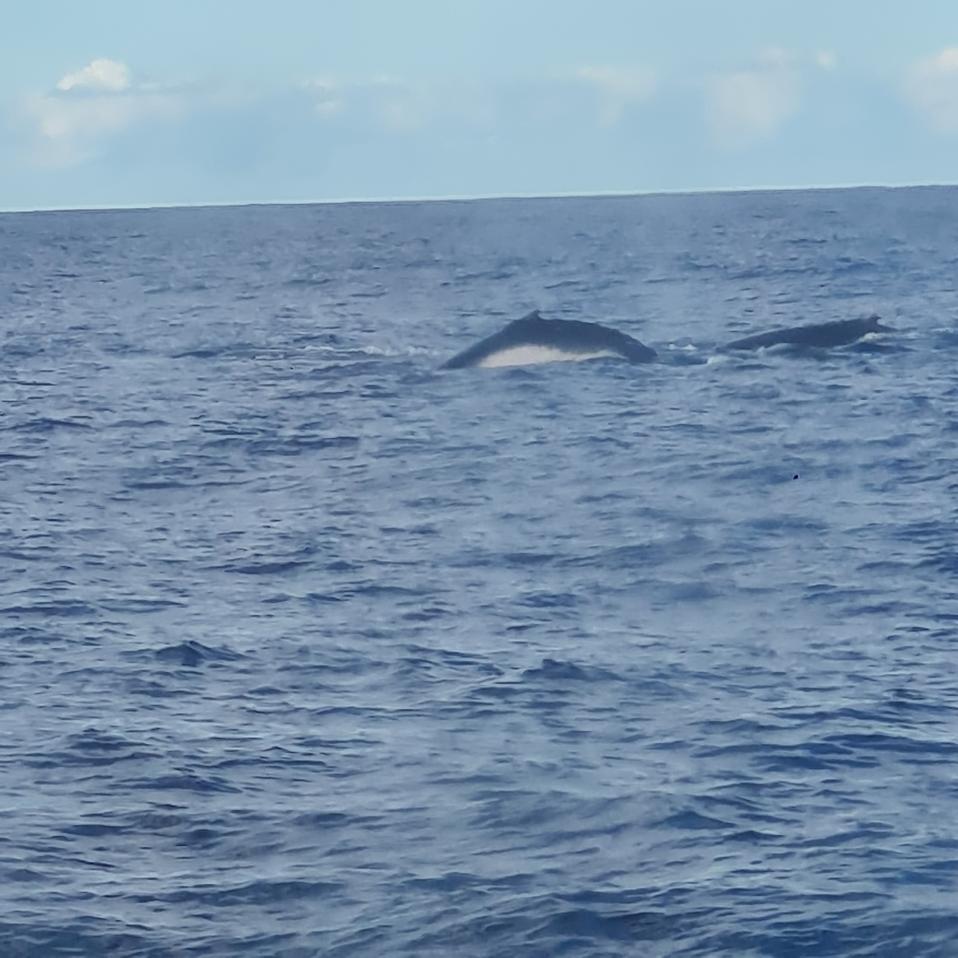 whale sightings