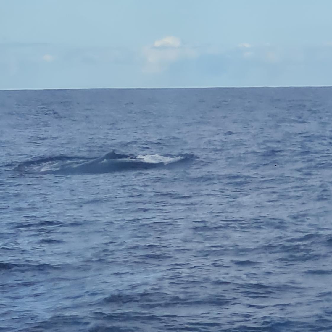 whale sightings gold coast