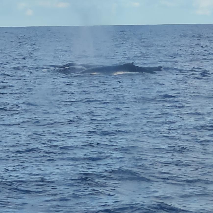whale sightings queensland