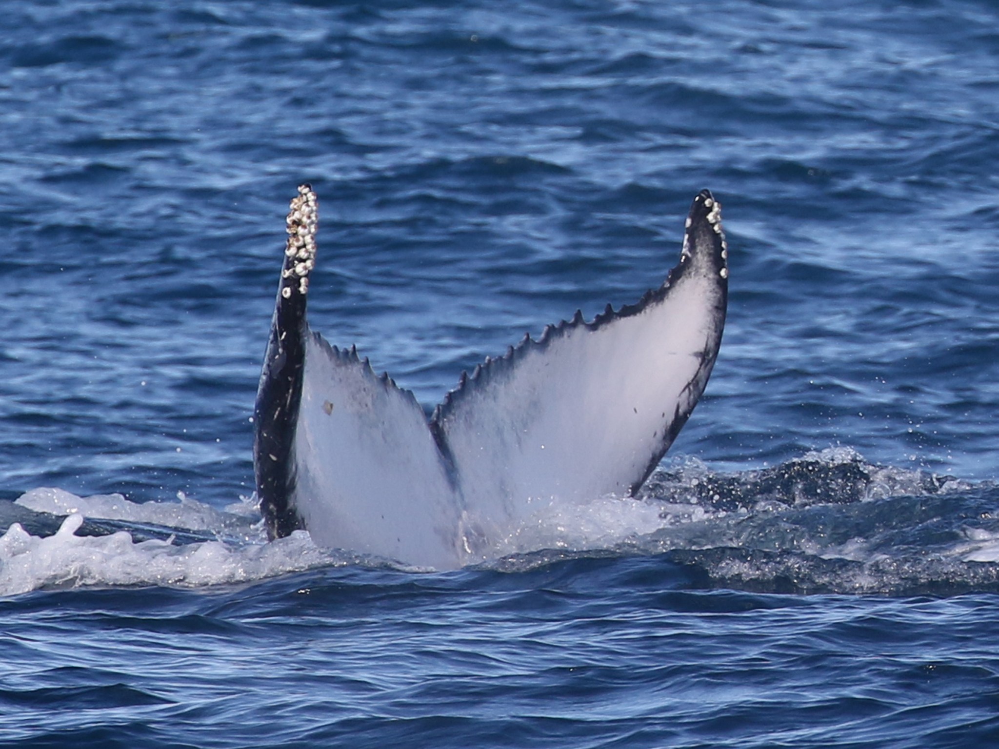 Whale Watching Spirit of Gold Coast Tour