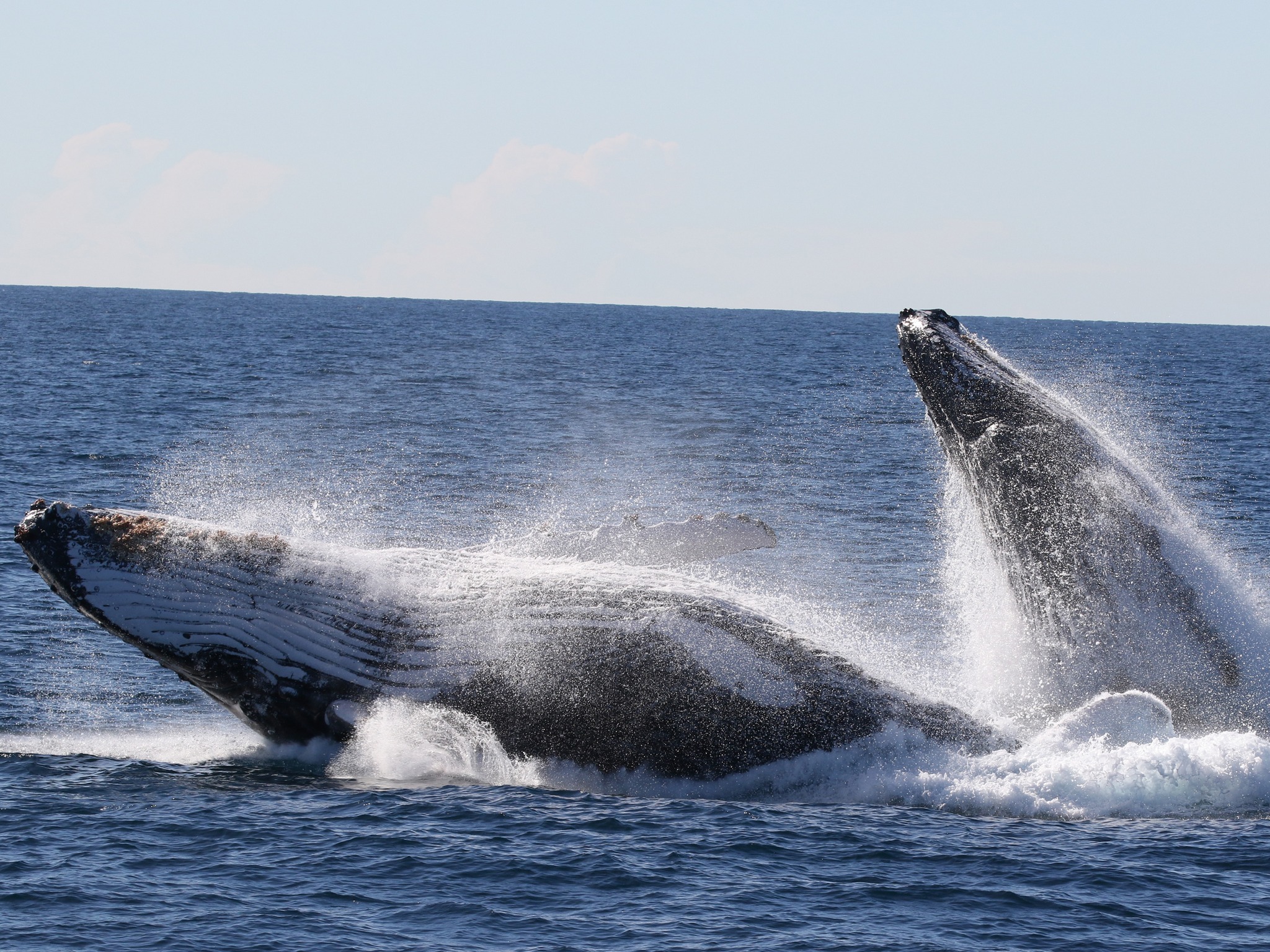 Whale Watching Spirit of Gold Coast Cruise