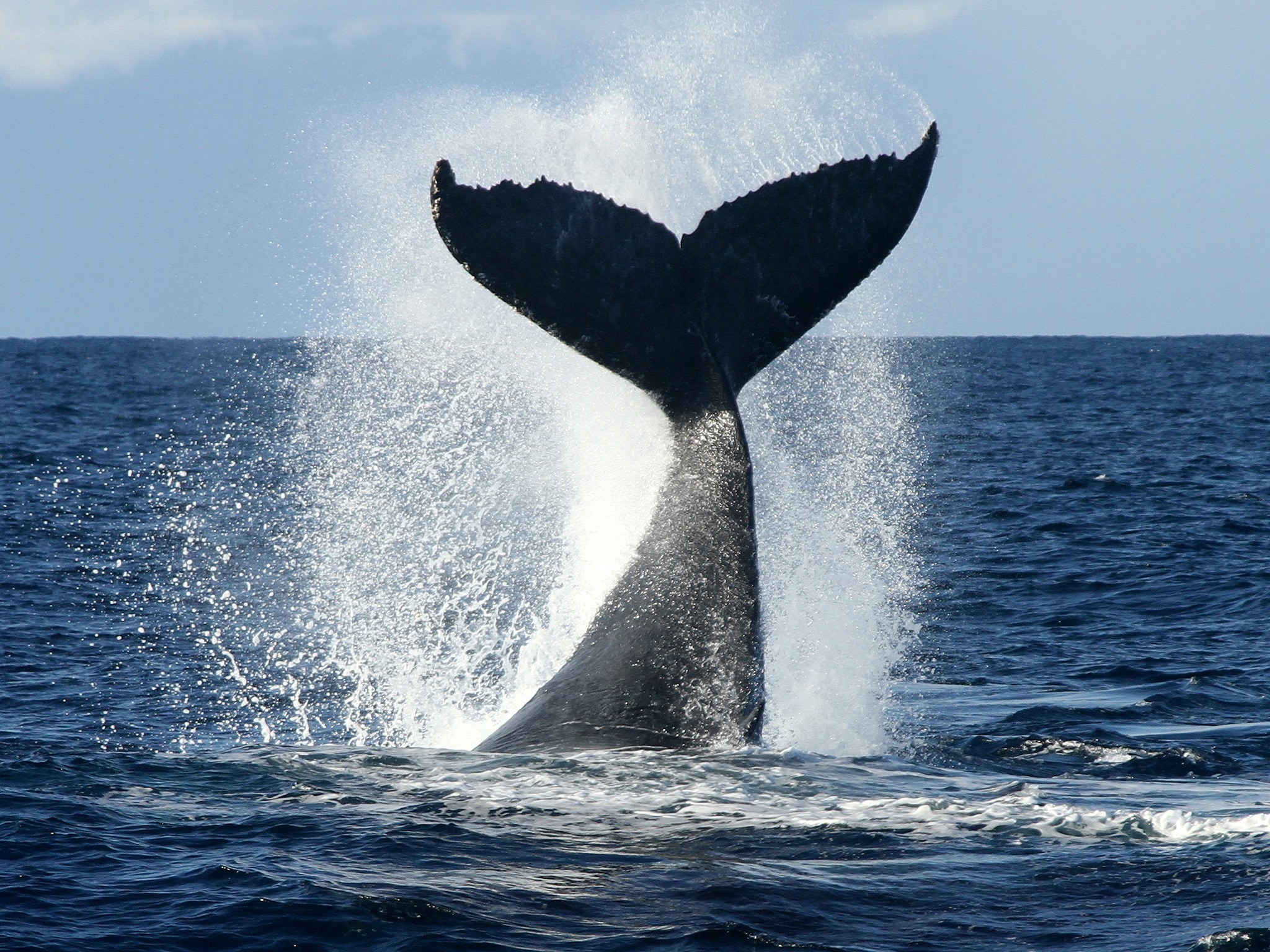 Spirit of Gold Coast Whale Watching Photo