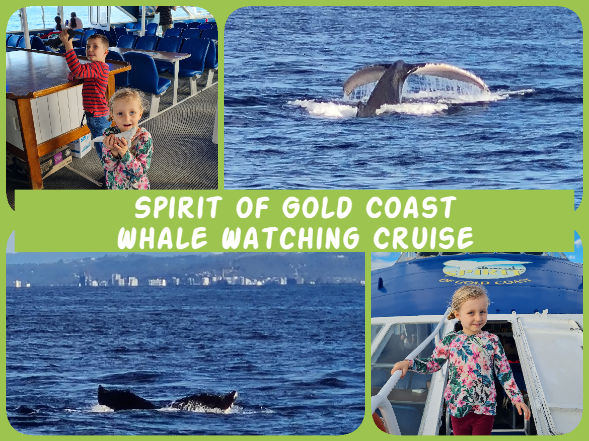 Spirit-of-Gold-Coast-Whale-Watching